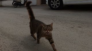 Fastest meowing cat ever is unbelievably cute [upl. by Wiltz]