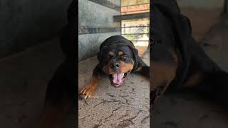 wow Angry dog barking viral dog rottweiler ytshorts trending [upl. by Sartin688]