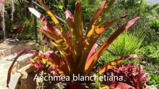 Aechmea Impressions Planta Brutt Video 11 [upl. by Emmerie]