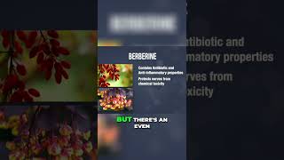 The Amazing Benefits of Berberine Improve Insulin Sensitivity and Lower Cholesterol [upl. by Hogue]