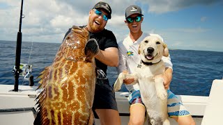 Giant Bahamas Black Grouper [upl. by Drahsir]