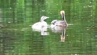 FAMILLE GREBE HUPPE [upl. by Chill]