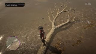 Red Dead Redemption 2  Best Cormorant Spawn Location [upl. by Hofstetter]