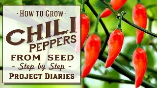 ★ How to Grow Chili Peppers from Seed A Complete Step by Step Guide [upl. by Susej387]