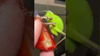 Giant hooded katydid eating strawberries 🍓 [upl. by Ardnnaed422]