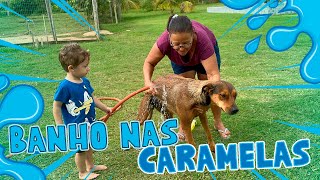 NOSSO CACHORRO CARAMELO [upl. by Ilyah]