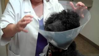 Placing an E Collar on a Dog [upl. by Leontine]