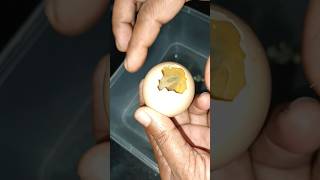 മുട്ടയിൽ കിട്ടിയ പണി😱😥😥 incubator egg Incubator malayalam [upl. by Dde]