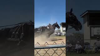 That Percheron is pulling horse belgian pulls percheron [upl. by Selij]