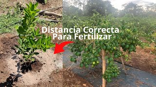 Distancia Correcta para aplicar fertilizante a una Planta de Cítrico [upl. by Urania]