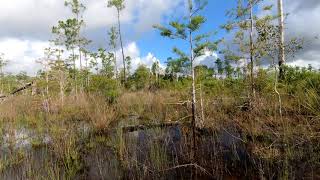 Hiking FloridaAdventure 5Picayune Strand Forest [upl. by Jennifer]