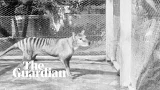 Tasmanian tiger newly released footage captures lastknown vision of thylacine [upl. by Aloke]