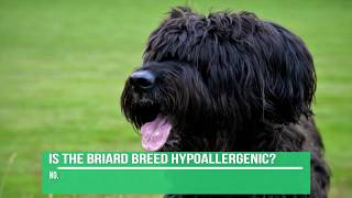 Briard Dog Breed Information  Briard Facts [upl. by Ahsihat]