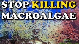 4 Ways To Stop Killing Macroalgae  How To Keep Macroalgae In A Planted Reef [upl. by Dulce]