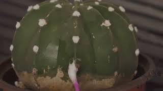 What to do when your cactus has mealy bugs and Scale [upl. by Mandler]