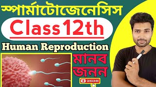 Spermatogenesis  Human Reproduction  NEET 2025  Class 12th [upl. by Snoddy]