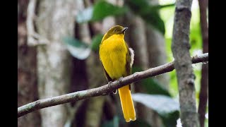 The Endemics of the Wet Tropics in North Queensland Australia [upl. by Eidoow]