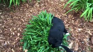 PuppyFindercom  Bernedoodle Puppies Playing [upl. by Assil20]