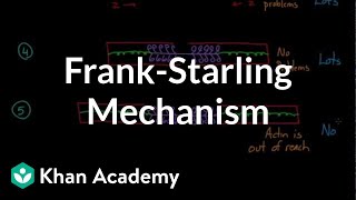 FrankStarling mechanism  Circulatory system physiology  NCLEXRN  Khan Academy [upl. by Stein]