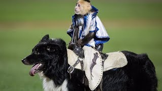 Cowboy monkeys ride dogs at Harrisburg Senators game [upl. by Piotr]