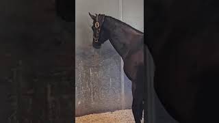 horsesoftiktok usa🇺🇸 carrerasdecaballos caballos carreras usa horsetok horselover [upl. by Rodama]