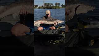 JESIOTRNowe Żukowo shorts fishing karp karpfen carps karpiowanie fish carp wędkarstwo yt [upl. by Uok840]