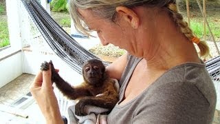 BABY MONKEY SURVIVES cute [upl. by Annatnom]