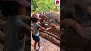 WE FED ELEPHANTSElephant sanctuary in Rambukkana Sri Lanka [upl. by Akcirret242]