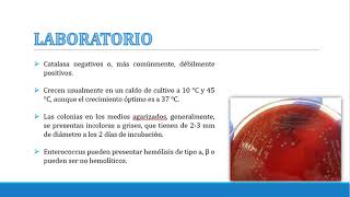 ENTEROCOCCUS FAECALIS 1 [upl. by Ylahtan563]