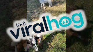 Compilation of Playful Myotonic Goats Fainting  ViralHog [upl. by Eecart]