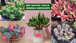 28 most beautiful types of Crassula succulents  Linh Lung Garden [upl. by Lleuqram]