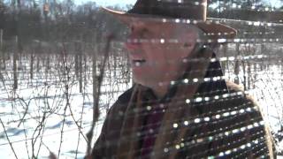 Ice Wine Harvest  Brotherhoodmp4 [upl. by Ditzel]