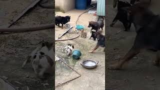 mother dog and baby dogs are fighting with a snake [upl. by Anzovin]