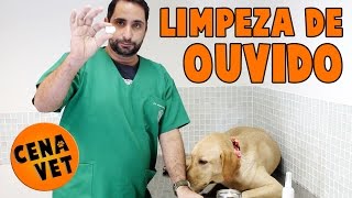 Cena Vet  Limpeza De Ouvido  Cães e Gatos  Como limpar [upl. by Aysa]