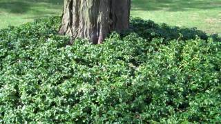 Covering tree roots with groundcover [upl. by Judsen]