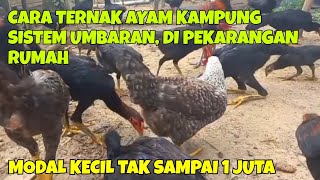 CARA TERNAK AYAM KAMPUNG SISTEM UMBARAN DI PEKARANGAN RUMAH  MODAL KECIL TAK SAMPAI 1 JUTA [upl. by Alleirbag]