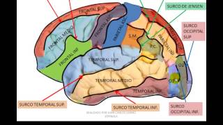 configuración externa del cerebro [upl. by Keegan268]