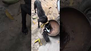 Fedding hungry dog ​​and its puppy subscribe [upl. by Aisad969]