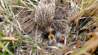 Baby skylark bird is hungry AnimalsandBirds107 [upl. by Kcolttam]