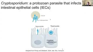 Intestinal cDC1s provide cues required for CD4 T cellmediated resistance to Cryptosporidium [upl. by Macknair]