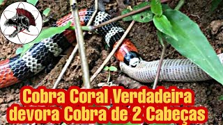 Cobra Coral devora Cobra de 2 Cabeças  Biólogo Henrique o Biólogo das Cobras [upl. by Aisauqal83]