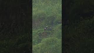 Tufted Puffins from Cannon Beach Haystack puffins oregon [upl. by Ehcar]