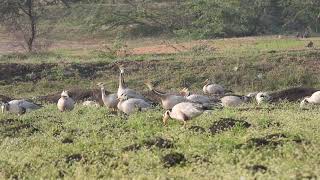 Bar Headed Goose [upl. by Harleigh295]