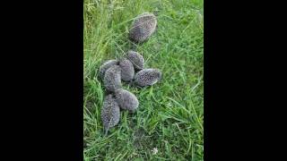 Hedgehog babies in my garden [upl. by Filippo922]