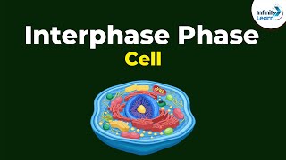 Phases of Interphase  Cells  Dont Memorise [upl. by Angy773]