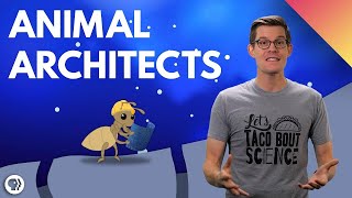 How Some Animals Engineered Air Conditioning [upl. by Nyvets74]