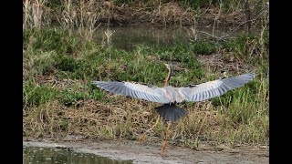 ç´«é·şArdea purpurea manilensis ďĽ2022 02 24ďĽ‰ [upl. by Delmer]