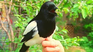 Pet magpie Talking Outside [upl. by Alesi910]