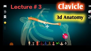 clavicle anatomy 3d  clavicle bone anatomy [upl. by Hpesoj]