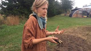 Kelly Moody  Elecampane  Medicinal Plant Cultivation Demo [upl. by Georg]